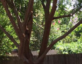 Tree Trimming Alvarado-1